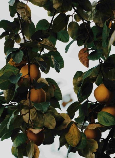Marmeleiro_blog_planthiza
