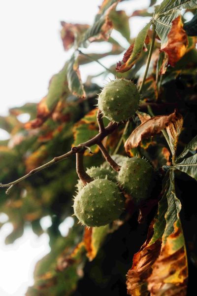 castanheiro_blog_planthiza