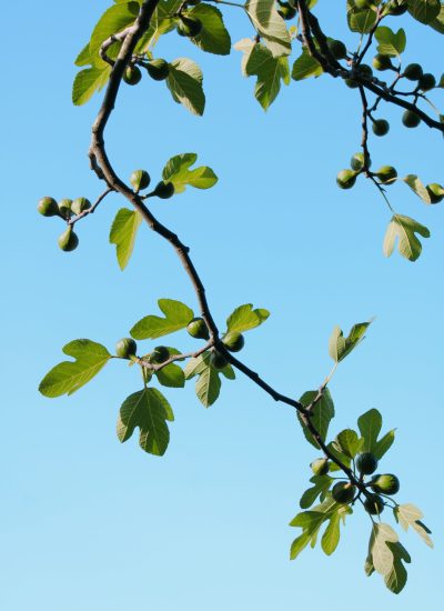 figueira_blog_planthiza